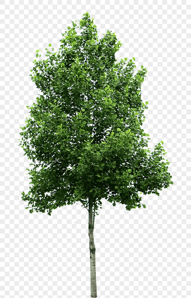 png clipart cercis siliquastrum tree deciduous tree texture leaf