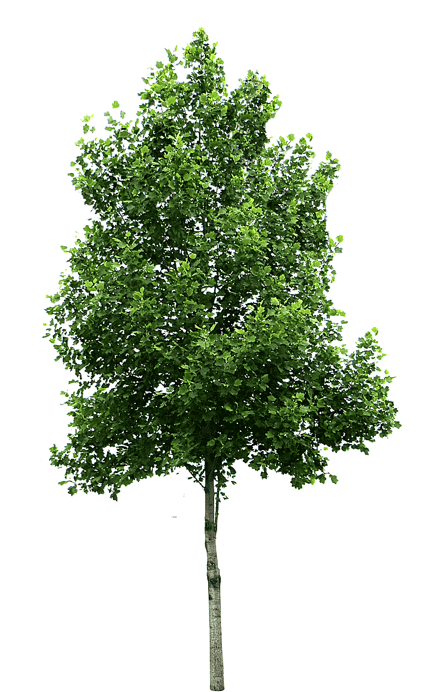 png clipart cercis siliquastrum tree deciduous tree texture leaf