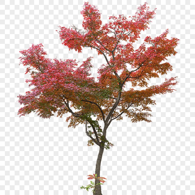 png clipart cherry blossom tree japanese maple tree maple leaf maple tree plant other mapl