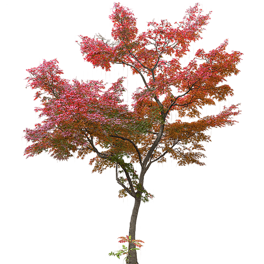 png clipart cherry blossom tree japanese maple tree maple leaf maple tree plant other mapl