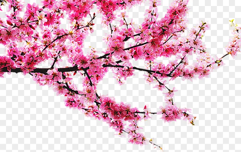 png clipart cherry blossom tree peach peach tree branches tree branch branch