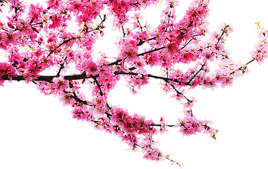 png clipart cherry blossom tree peach peach tree branches tree branch branch