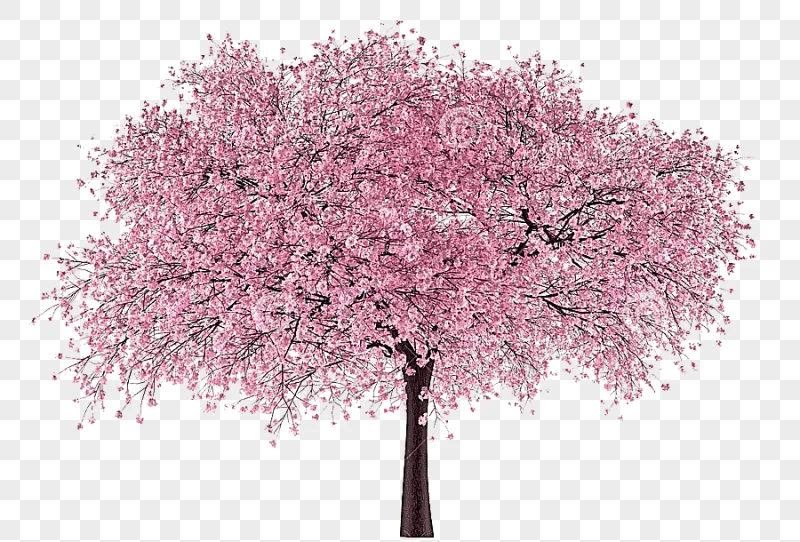 png clipart cherry tree trees cherry blossoms