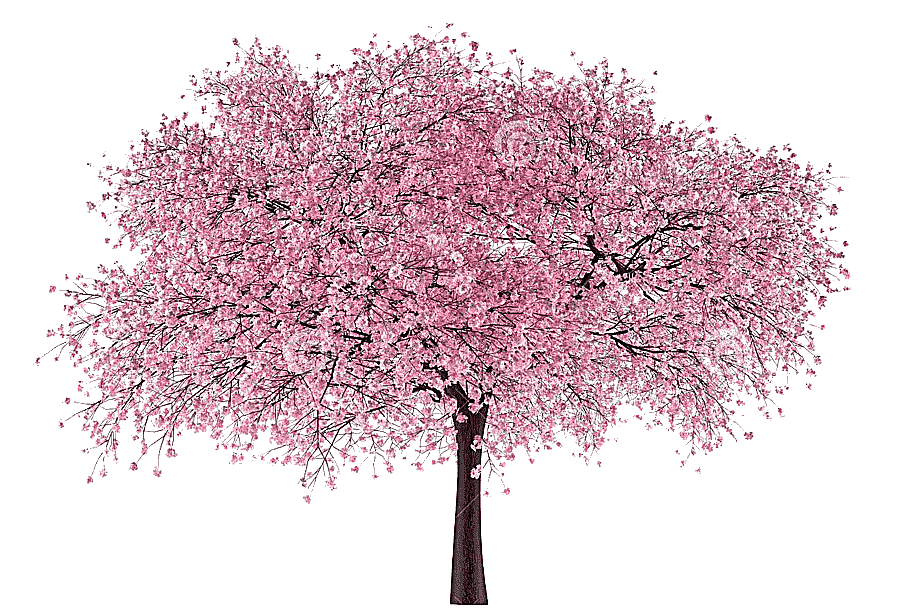 png clipart cherry tree trees cherry blossoms