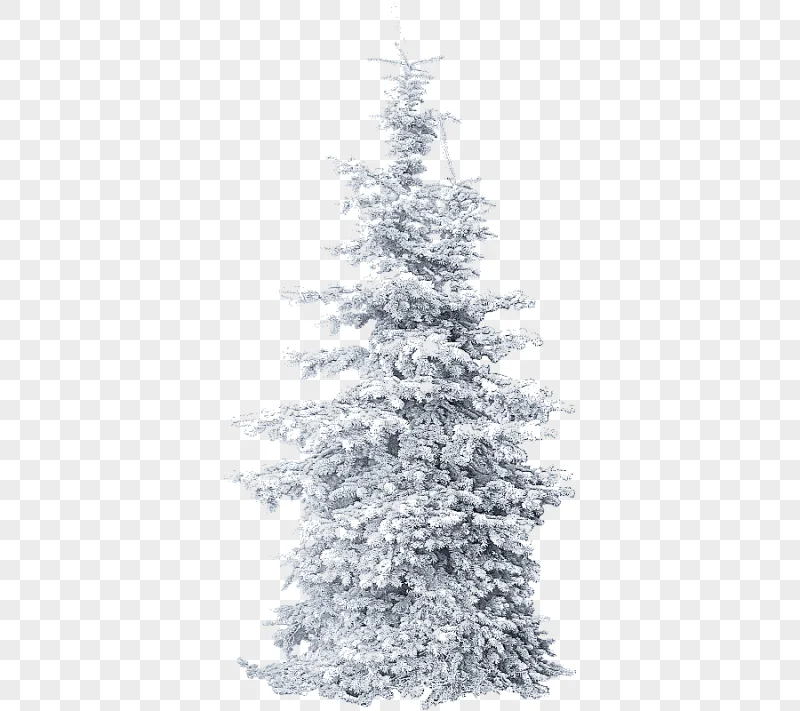 png clipart christmas tree christmas tree tree winter branch