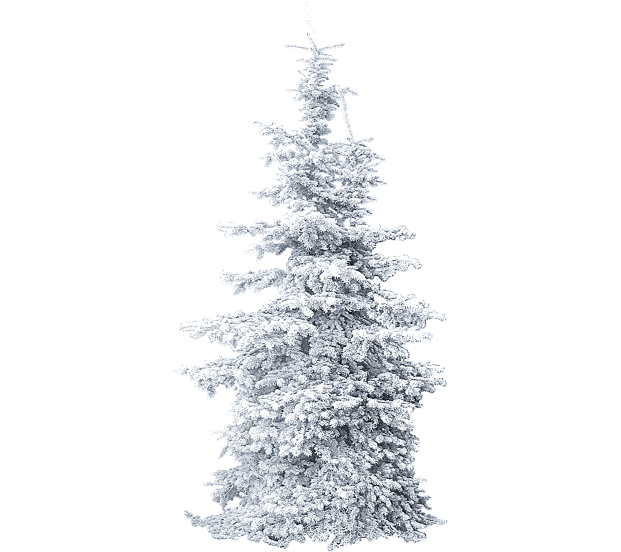 png clipart christmas tree christmas tree tree winter branch