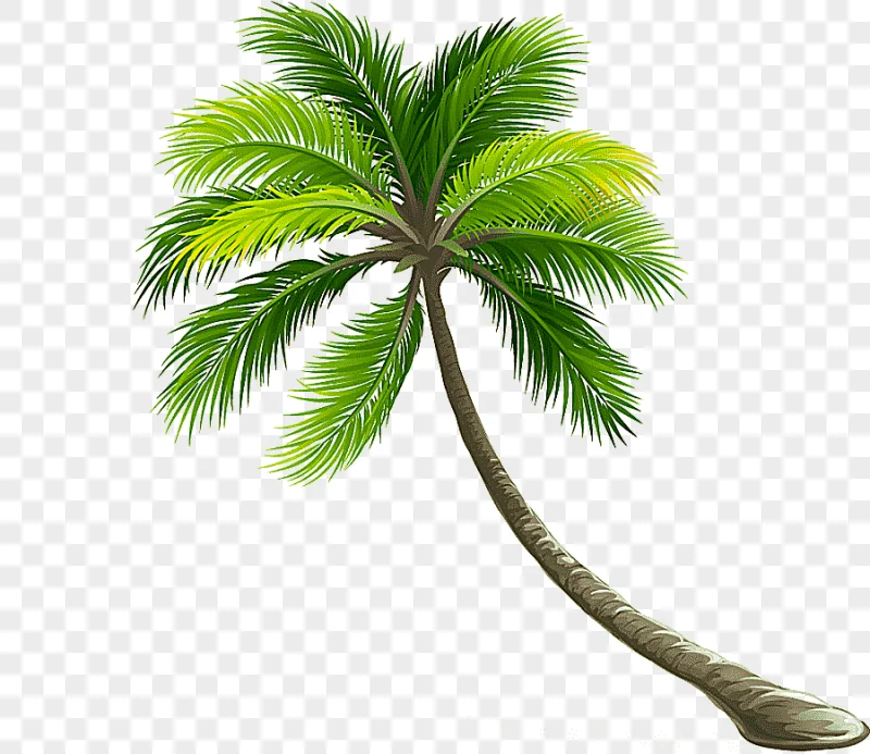 png clipart coconut arecaceae leaf tree coconut tree tropical tree tree branch branch
