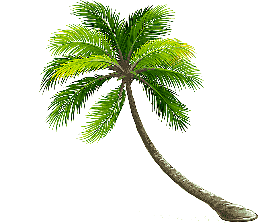 png clipart coconut arecaceae leaf tree coconut tree tropical tree tree branch branch