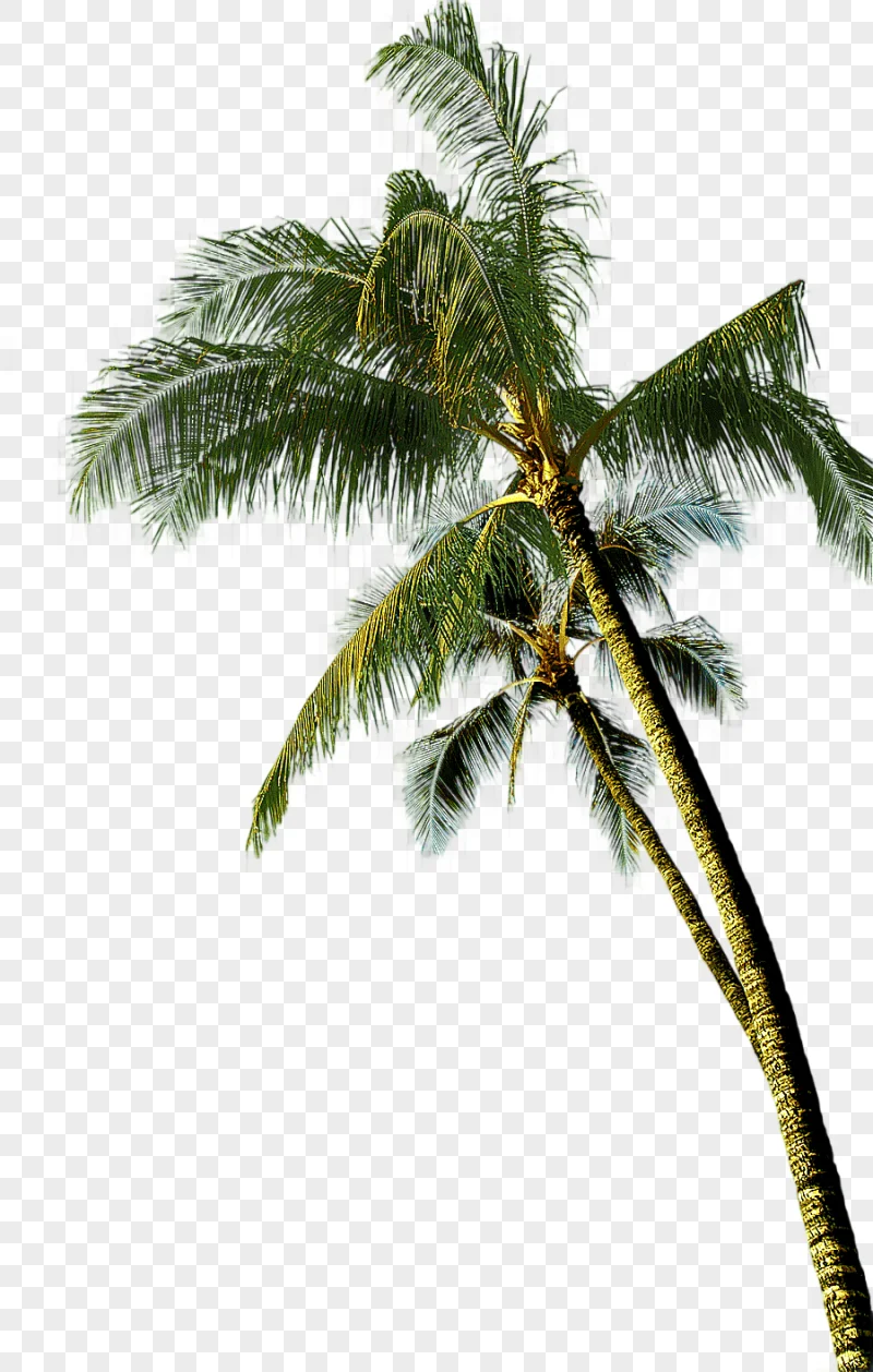 png clipart coconut asian palmyra palm tree coconut tree green coconut tree leaf tree bran