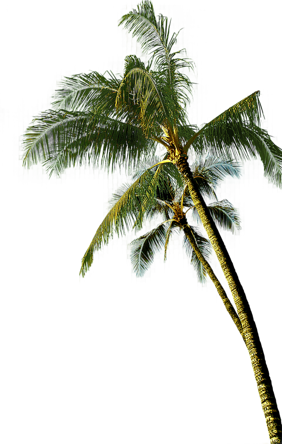 png clipart coconut asian palmyra palm tree coconut tree green coconut tree leaf tree bran