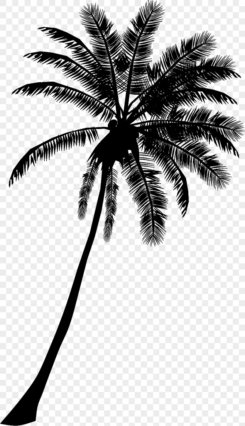 png clipart coconut tree arecaceae tree cdr silhouette coconut tree cdr leaf
