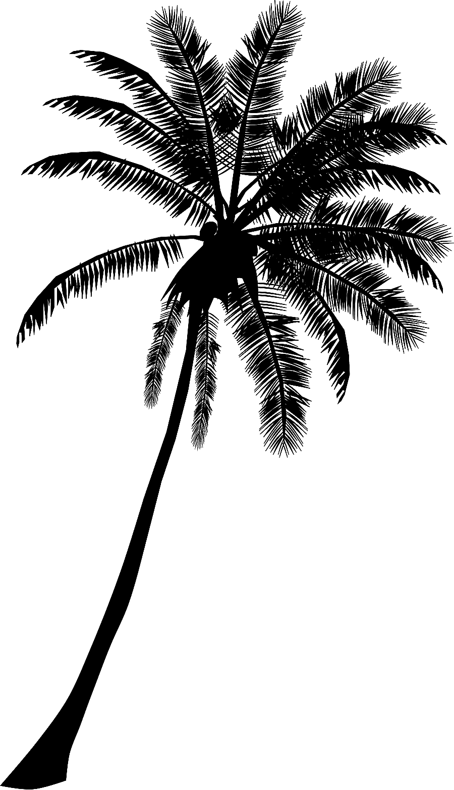 png clipart coconut tree arecaceae tree cdr silhouette coconut tree cdr leaf