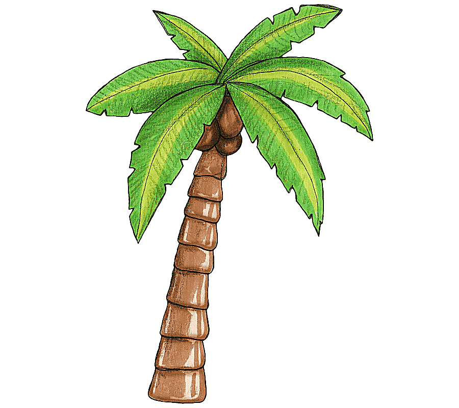 png clipart coconut tree arecaceae tree moana leaf plant stem