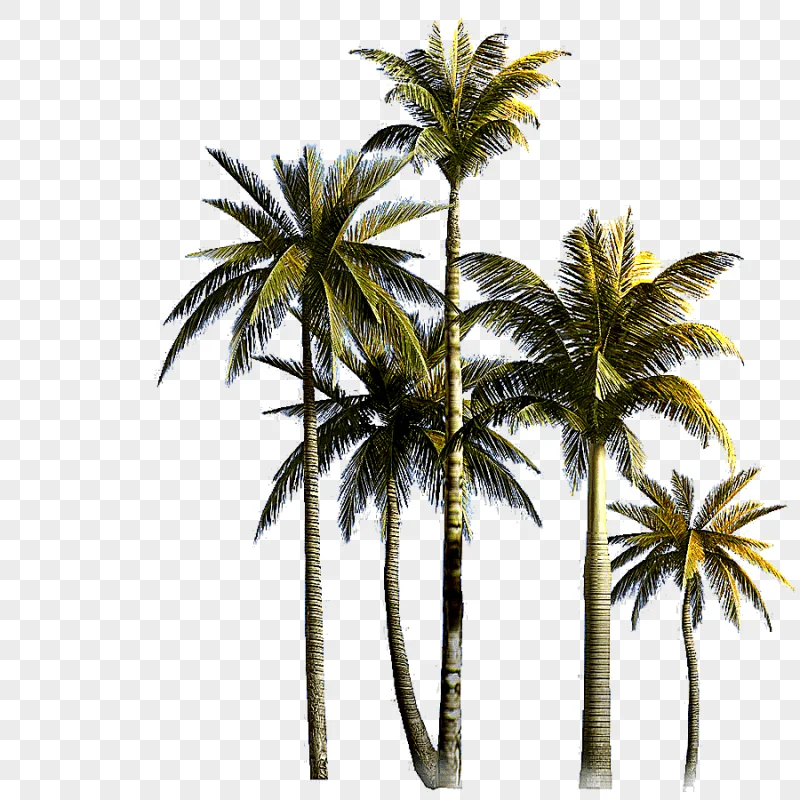 png clipart coconut tree asian palmyra palm euclidean coconut grove coconut tree palm tree