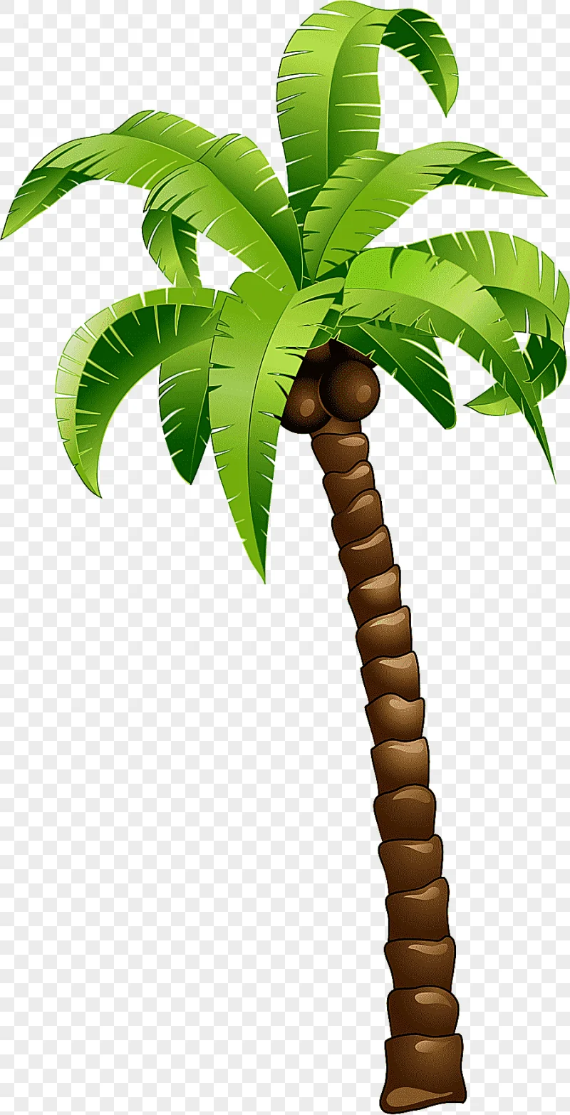 png clipart coconut tree coconut tree cartoon green coconut tree leaf simple