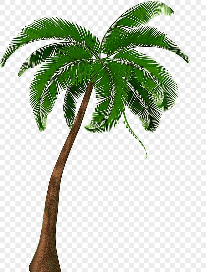 png clipart coconut tree coconut tree coconut