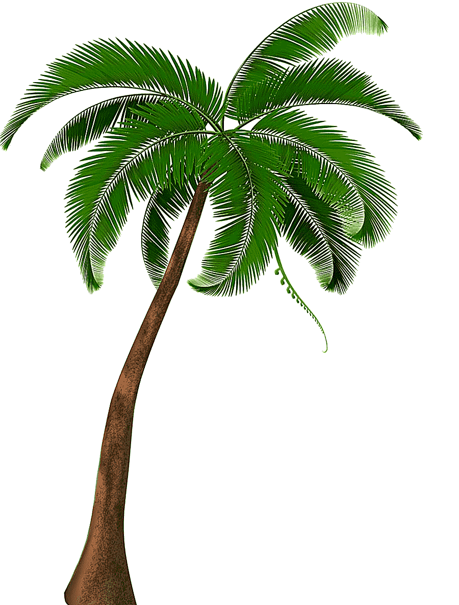 png clipart coconut tree coconut tree coconut
