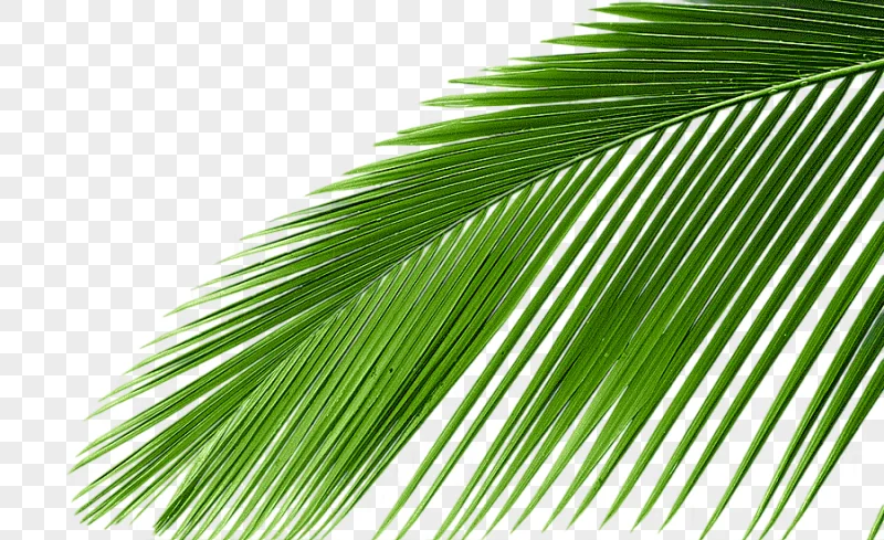 png clipart coconut tree s green leaves trees