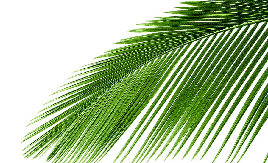 png clipart coconut tree s green leaves trees