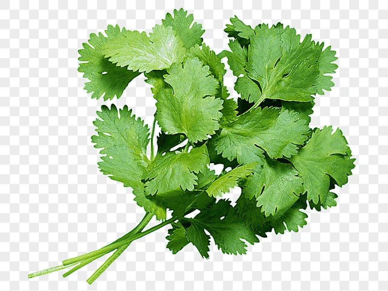 png clipart coriander juice smoothie herb food juice leaf vegetable leaf