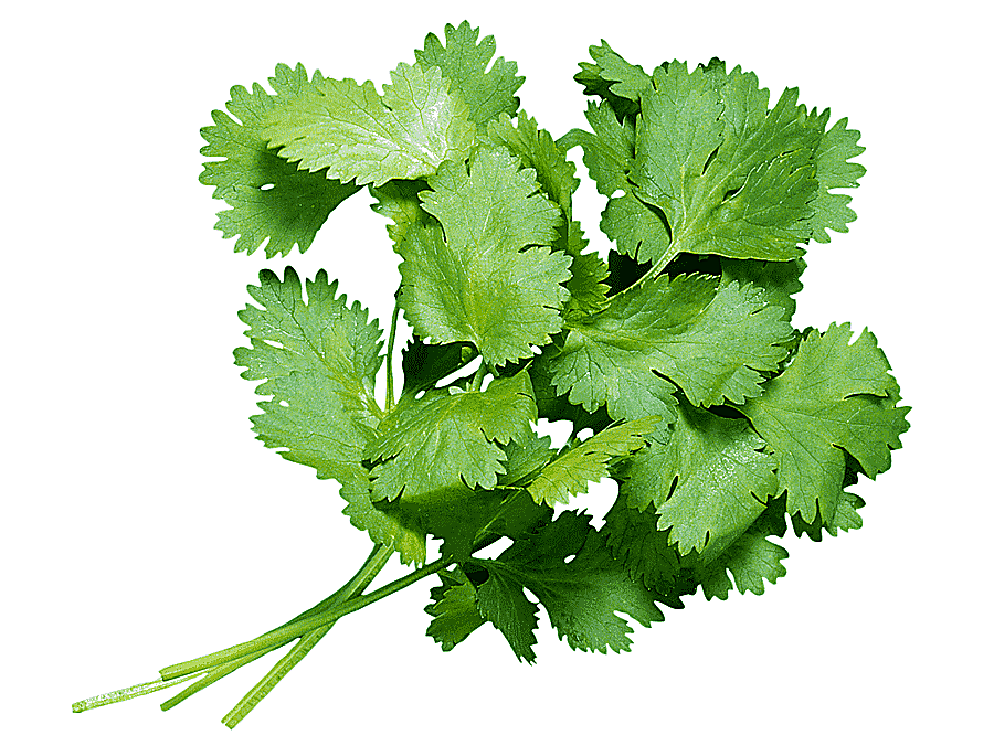 png clipart coriander juice smoothie herb food juice leaf vegetable leaf