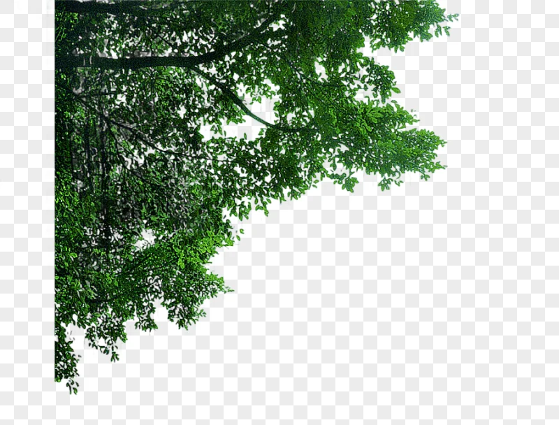 png clipart corner decorative trees trees lush tree
