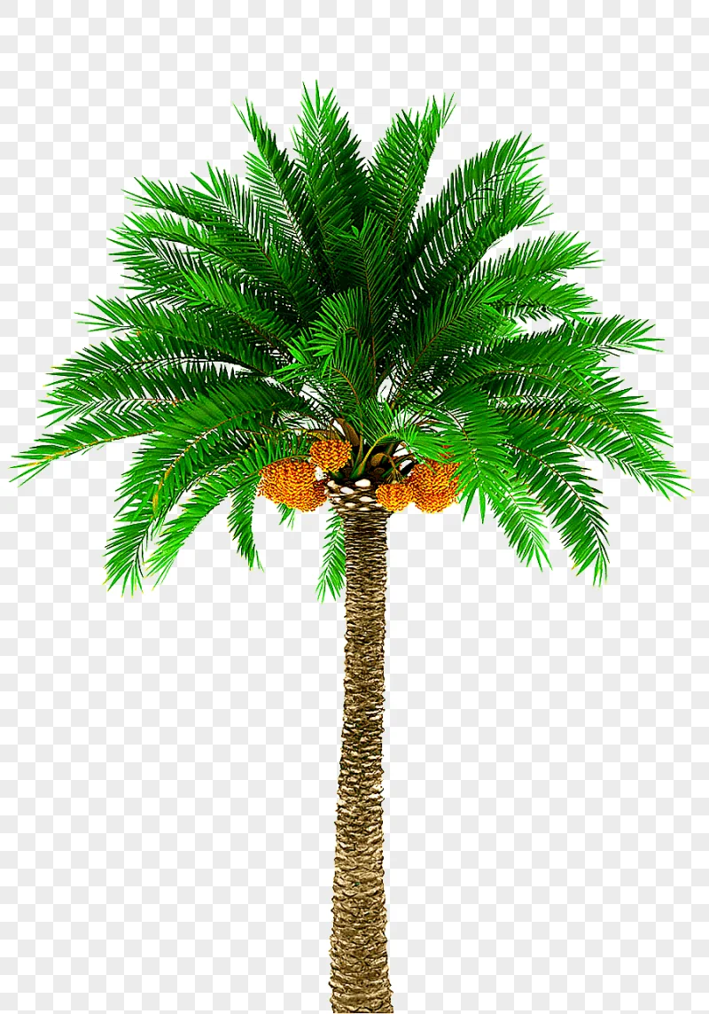 png clipart date palm arecaceae graphy tree palm tree photography palm tree