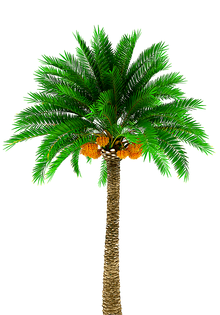 png clipart date palm arecaceae graphy tree palm tree photography palm tree