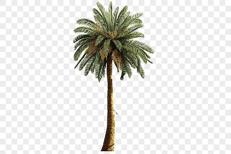png clipart designer resources green palm tree