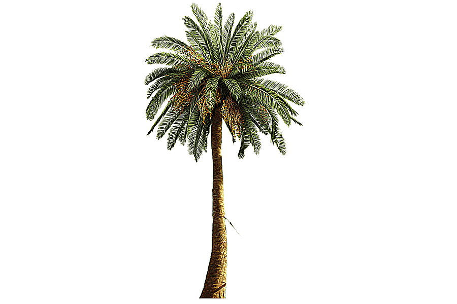 png clipart designer resources green palm tree