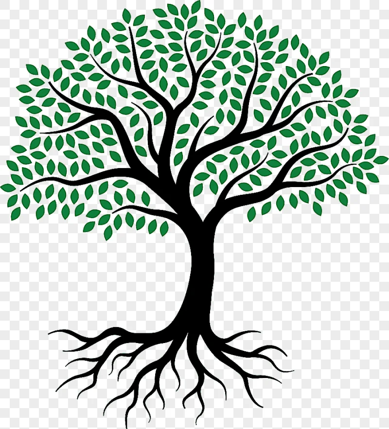 png clipart drawing root tree sketch tree of life leaf branch