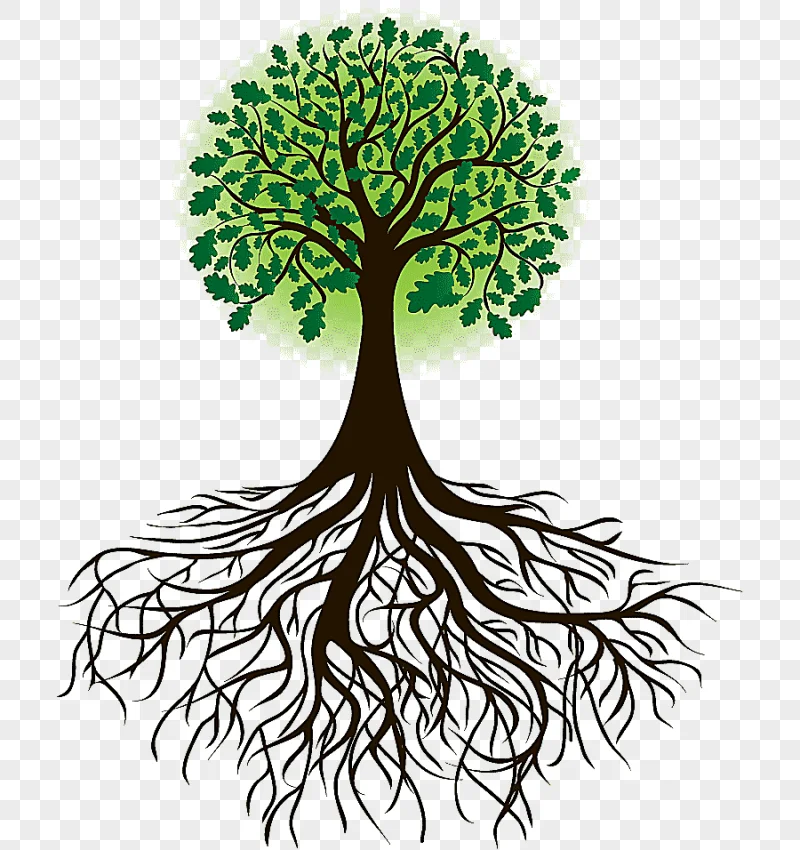png clipart drawing root tree tree leaf branch