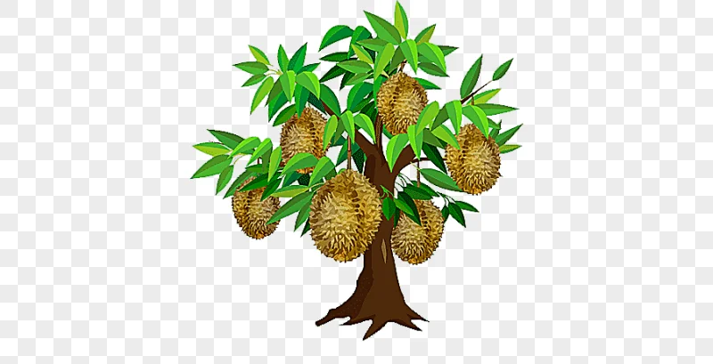 png clipart durian tree durian tree decoration