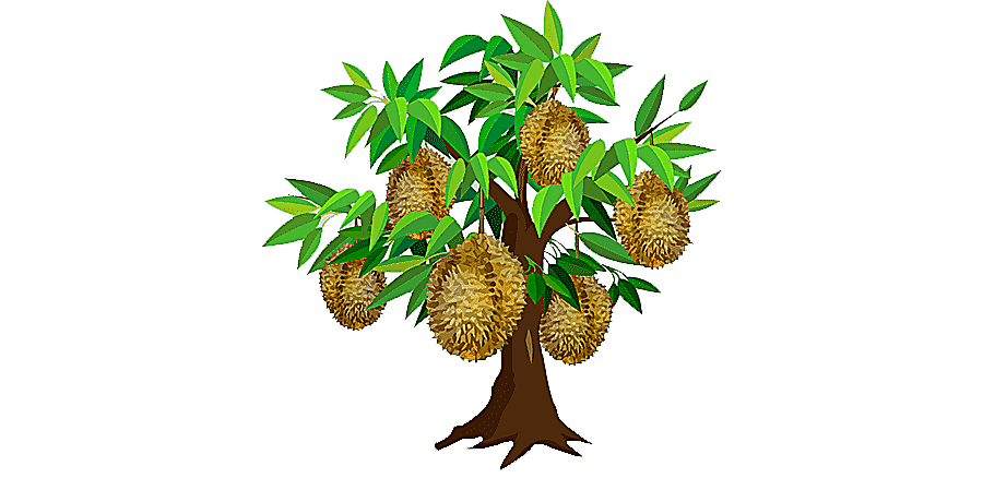 png clipart durian tree durian tree decoration