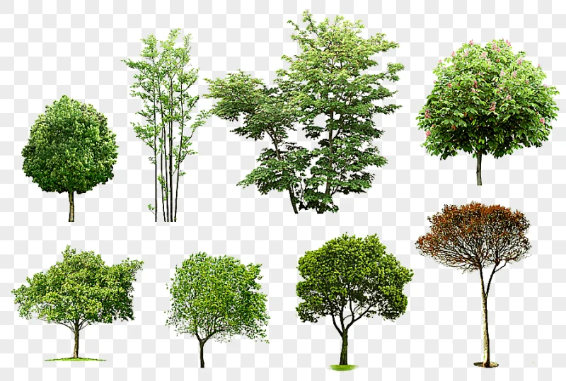 png clipart eight assorted trees arboles y arbustos architecture tree apuntes de arquitect