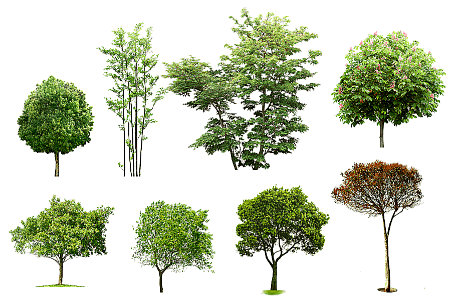 png clipart eight assorted trees arboles y arbustos architecture tree apuntes de arquitect