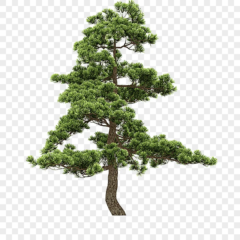 png clipart fir pine tree tree photography branch
