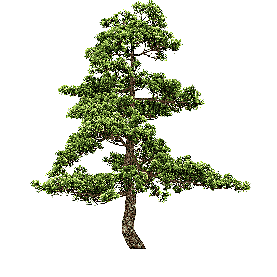 png clipart fir pine tree tree photography branch