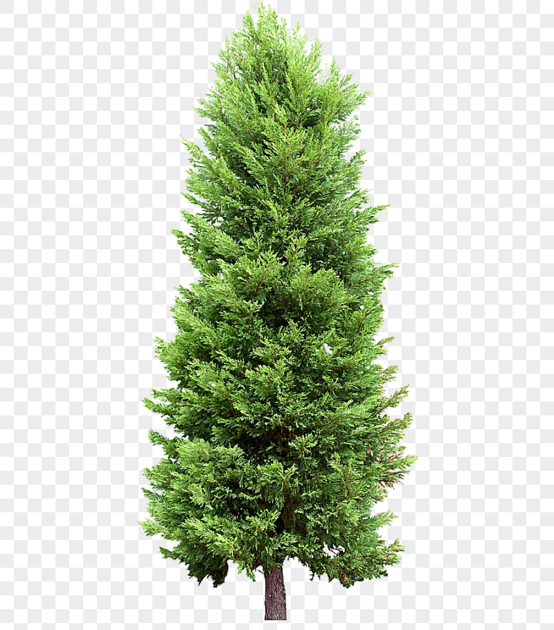 png clipart fir tree pine evergreen tree christmas decoration spruce