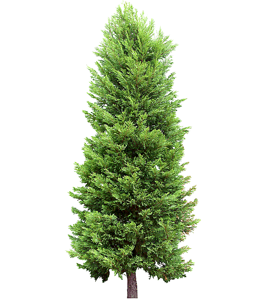 png clipart fir tree pine evergreen tree christmas decoration spruce