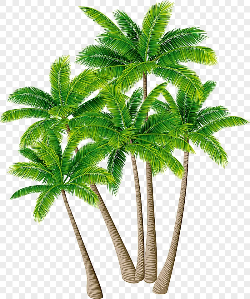 png clipart five palm trees illustration coconut tree arecaceae coconut tree material gree