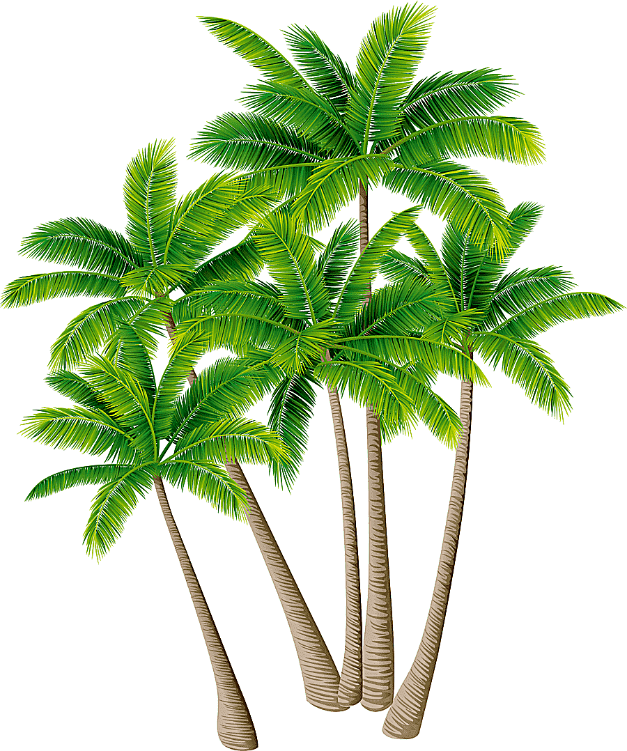 png clipart five palm trees illustration coconut tree arecaceae coconut tree material gree