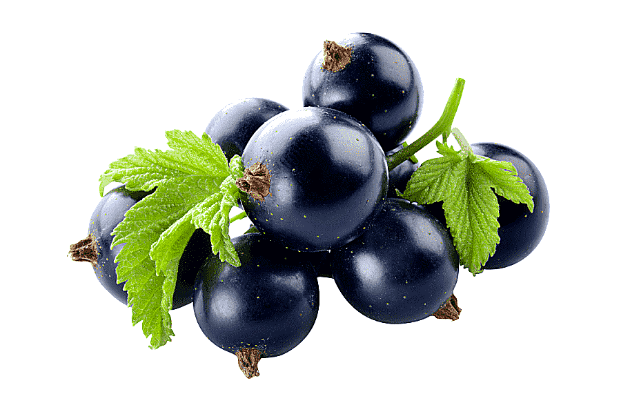 png clipart gooseberry zante currant milkshake blackcurrant juice juice natural foods food