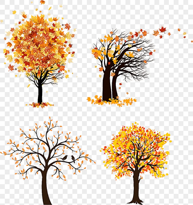 png clipart graphics tree autumn maple tree maple leaf