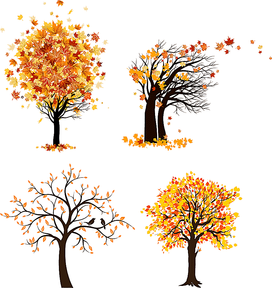 png clipart graphics tree autumn maple tree maple leaf