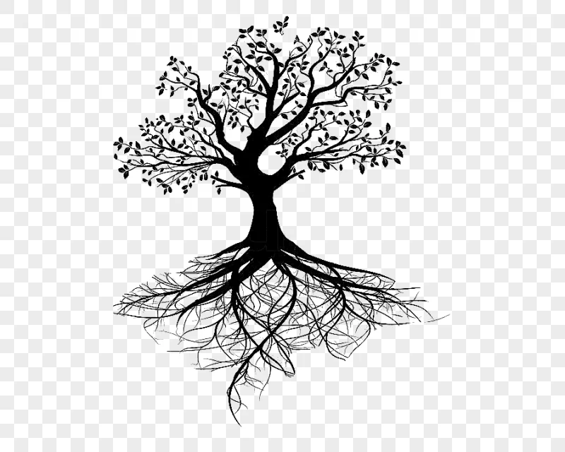 png clipart graphy tree of life root tree leaf branch