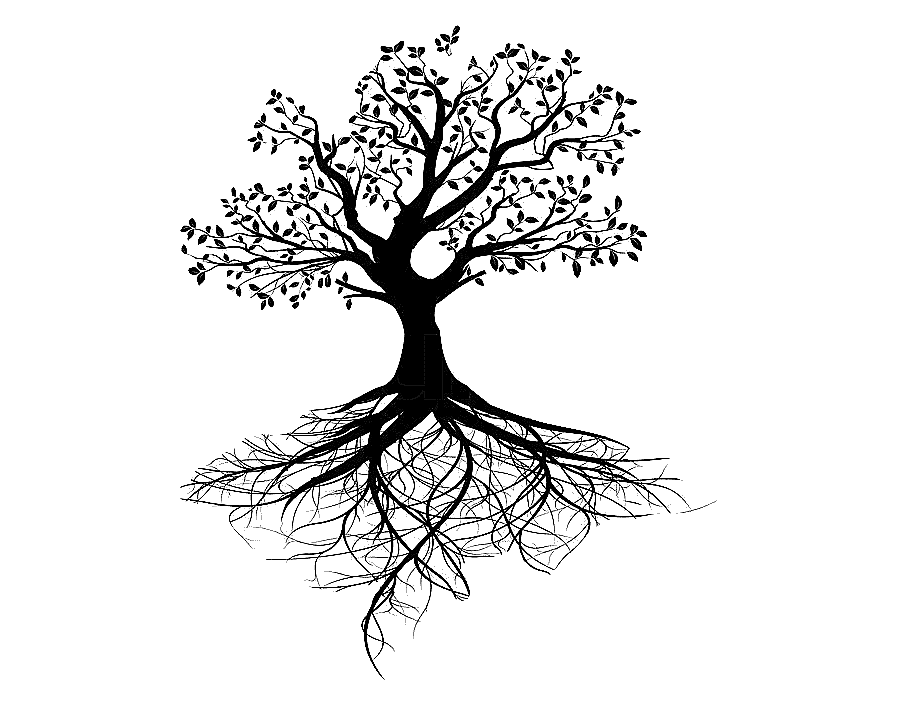 png clipart graphy tree of life root tree leaf branch