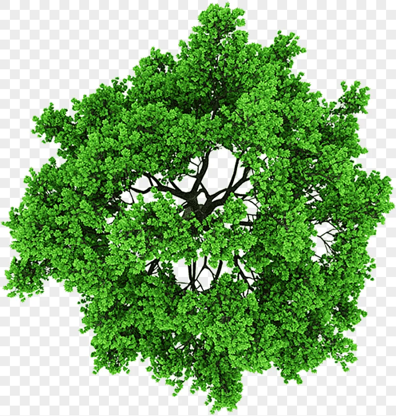 png clipart graphy tree tree above 3d computer graphics leaf