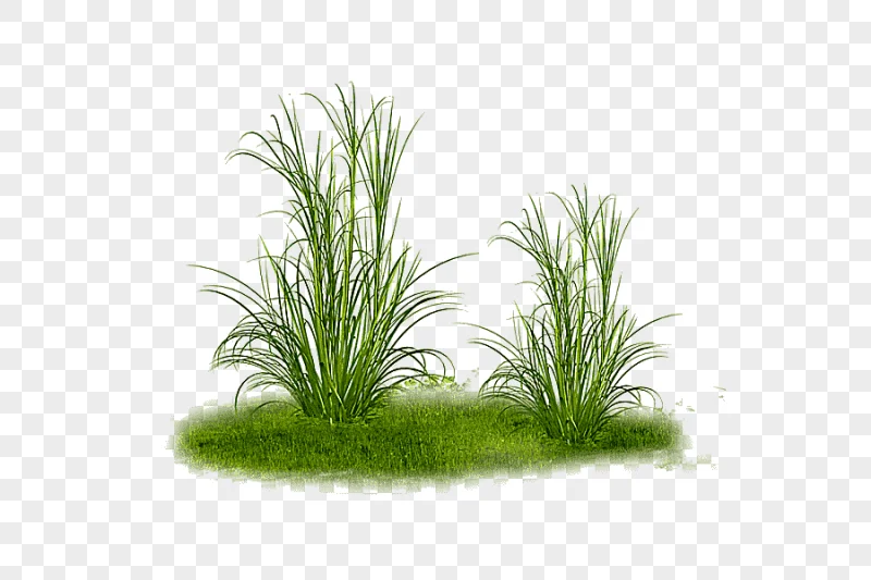 png clipart grass tree grass grass lawn