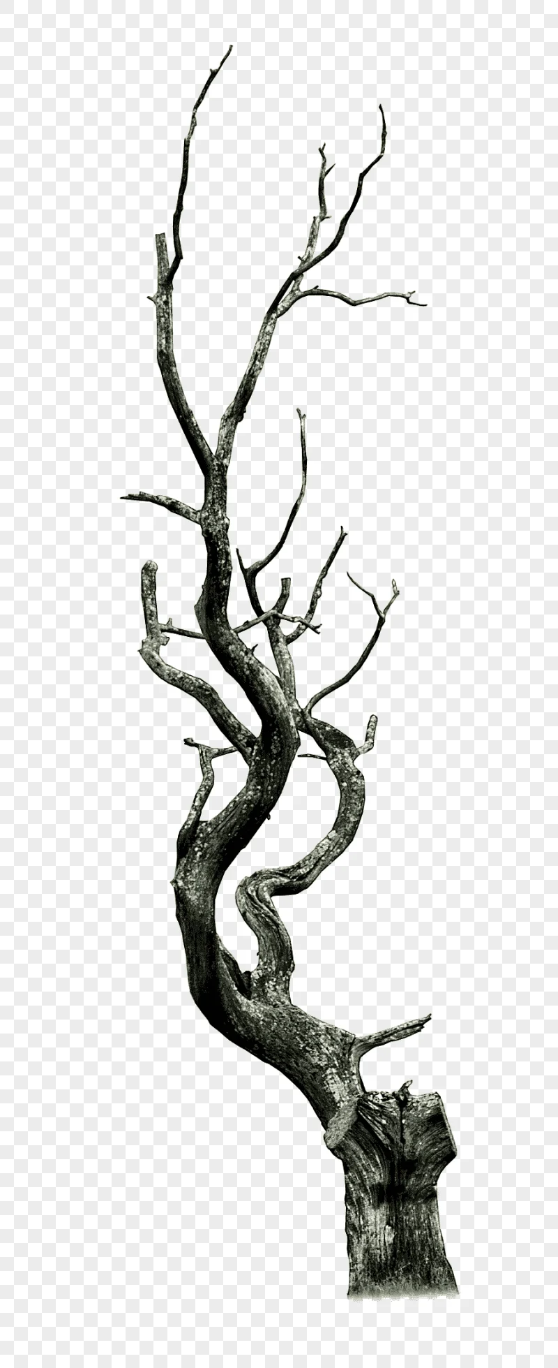 png clipart gray tree branch tree snag branch dead antler root